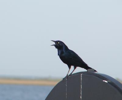 Boat-tailed Grackle, Chincoteague NWR