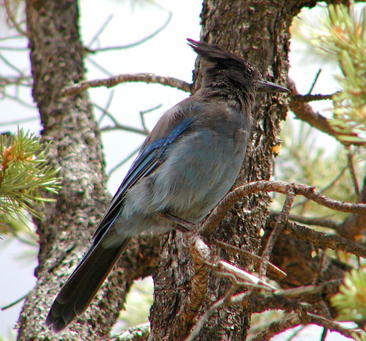 Stellers Jay