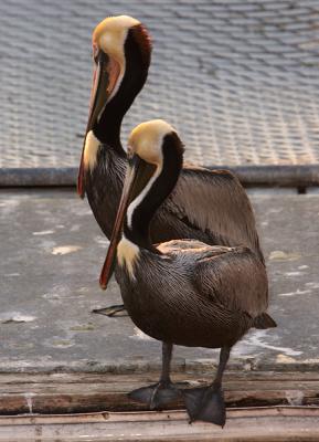Pair of Pelicans