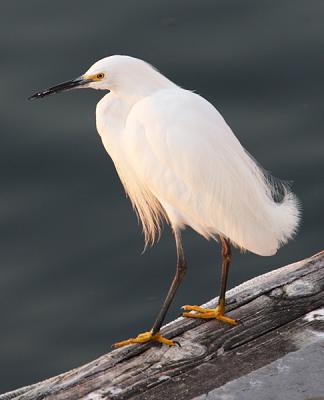 Egret