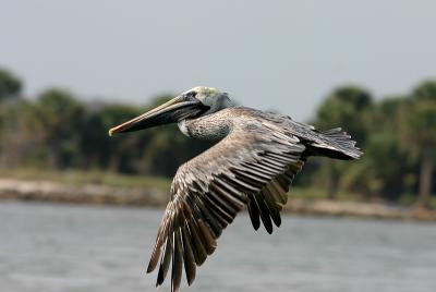 pelican11.jpg