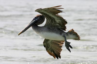 pelican17.jpg