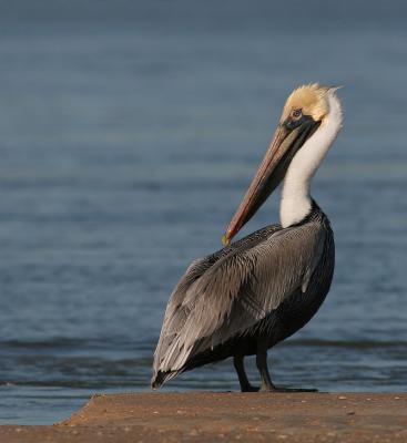 pelicanbeach.jpg