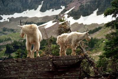 GNP, Montana (JS FAVS)