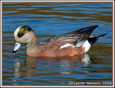 Canard dAmrique (LaSalle)