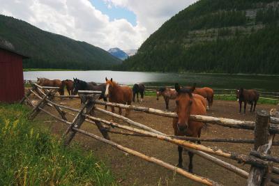 Horses