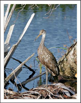 Limpkin