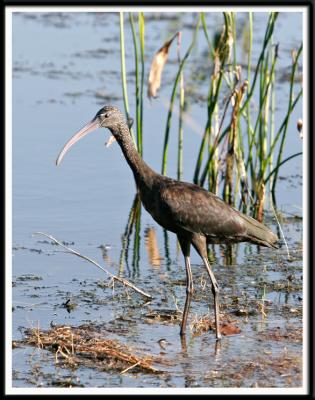 Young Glossy Ibis