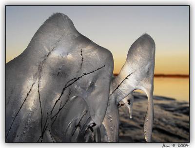 frozen twigs