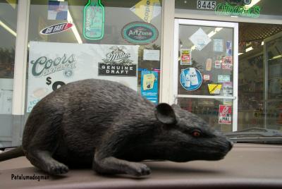 rat and go