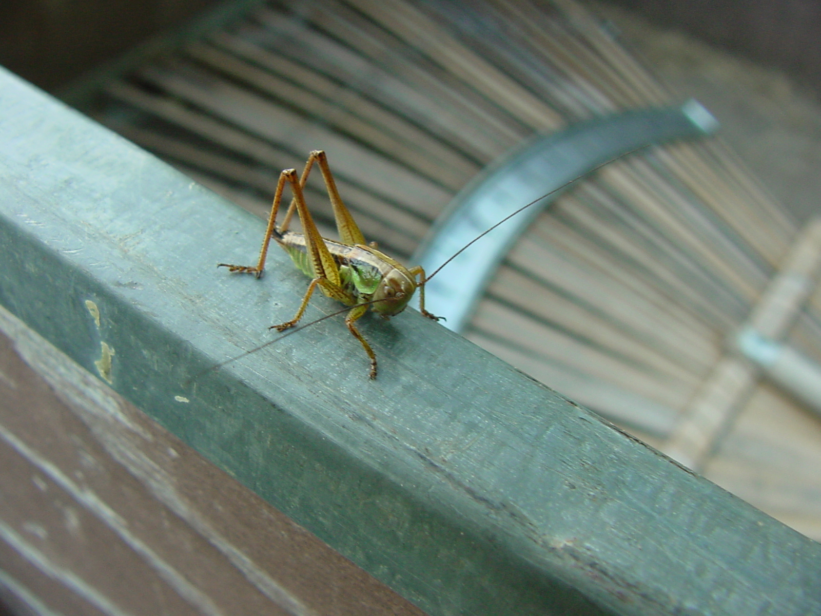 grasshopper1.jpg