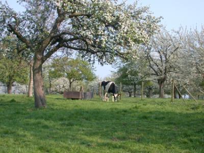 hoogstamfruitbomen in het voorjaar 2003