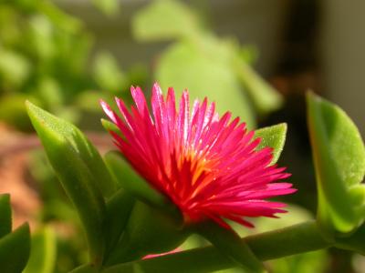 Ice plant on a HOT Texas aftrnoon