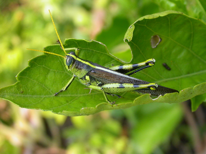 Great Camouflage