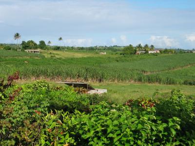Marie-Galante, plantation canne  sucre.JPG