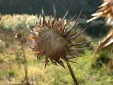 24 Jan 04 - Thistle Head in Sun