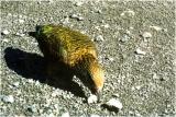 Kea - native parrot - at Porters Pass