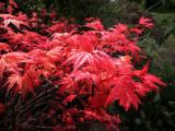 13 Oct 04 - Japanese Maple