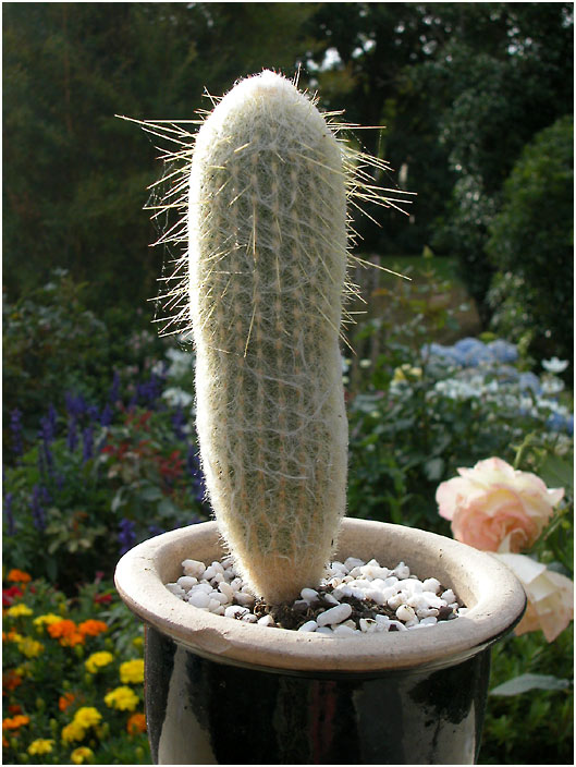 29 Jan 04 - Cactus in Pot