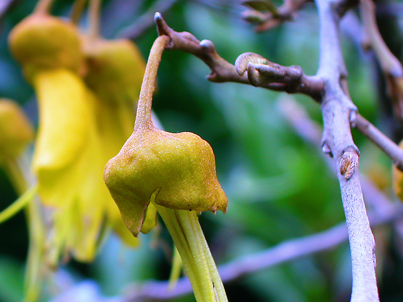 12 Oct 04 - Kowhai blossom remnant