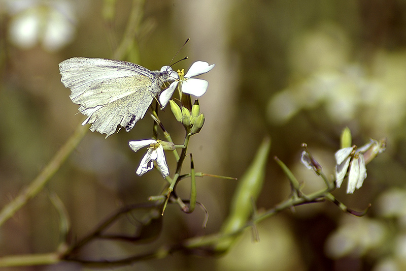 4 Feb 05 - Summer Days and White Butterflies