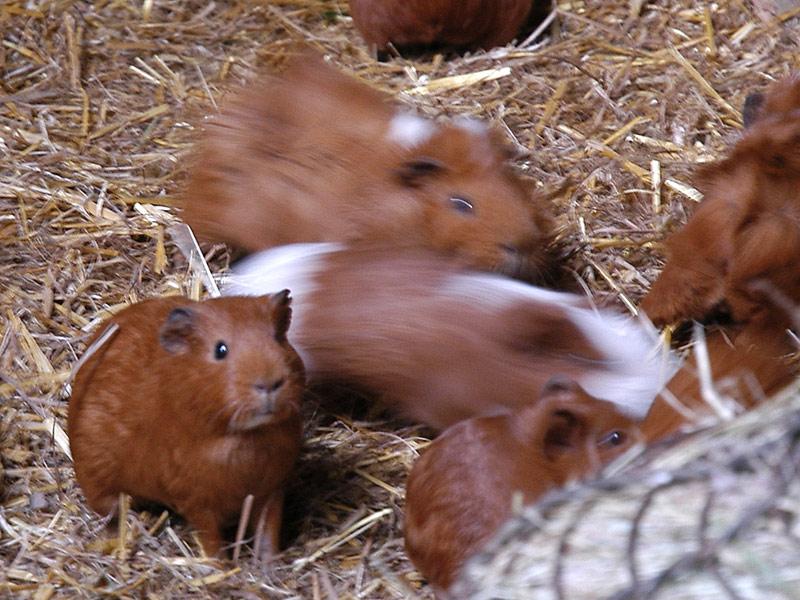 25 Feb 05 - Guinea Pigs a Go-go