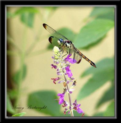 Dragonfly on Salvia 2