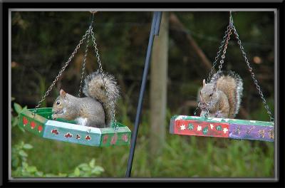 O.K. .... there's a feeder for each of us