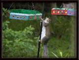  Oh, No, Someone beat me to the feeder!