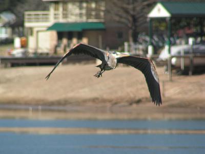 Heron-in-flight