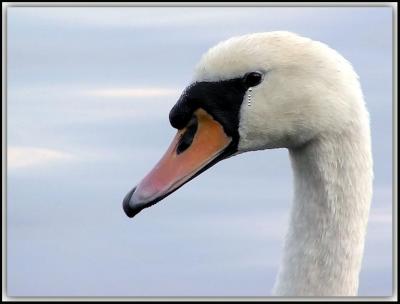 Sad Swan