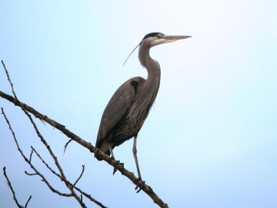 Great Blue Heron 0205-2j  Naches River