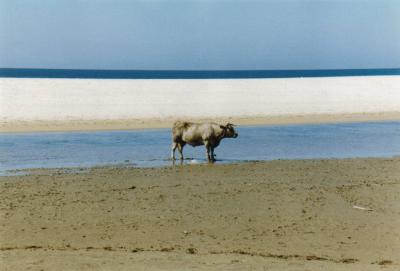 Vaca en TarifaCadiz.jpg