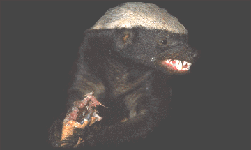 snuffsnarl.gif