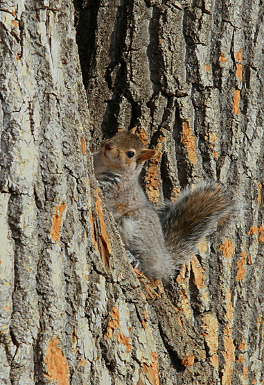 SQUIRREL  /  ECUREUIL