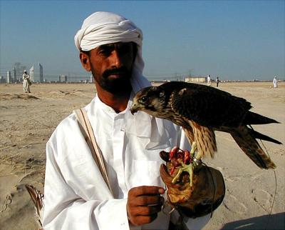 u39/pinicola/medium/25545717.falconer1.jpg
