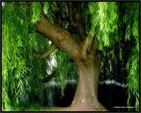 Weeping Willow