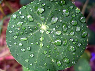 Rain on Nasturtium leaf #5.jpg