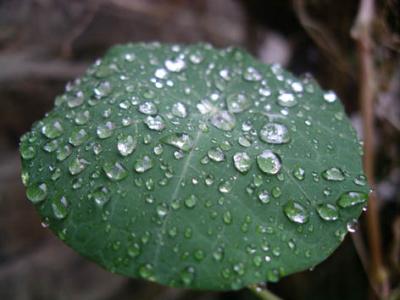 Rain on Nasturtium leaf #6.jpg