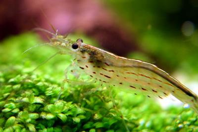 7th week - Amano shrimp