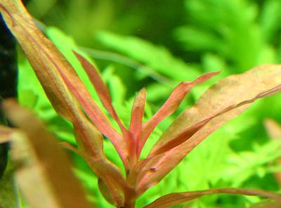 Nesaea crassicaulis