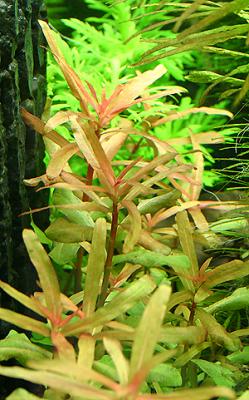 Nesaea crassicaulis