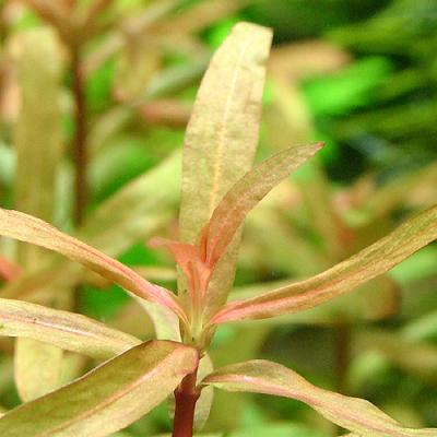 Nesaea crassicaulis