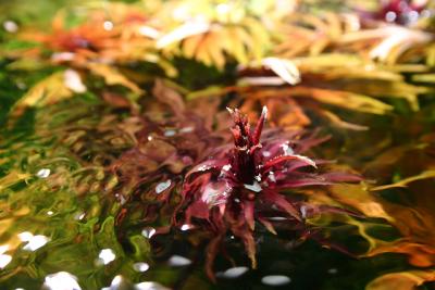 Limnophila aromatica - growing out the water