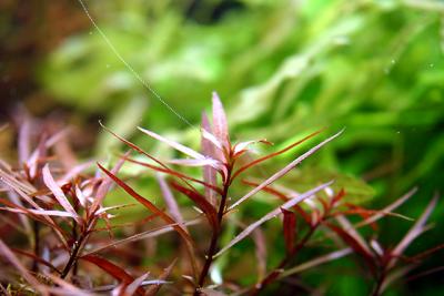 Ludwigia arcuata