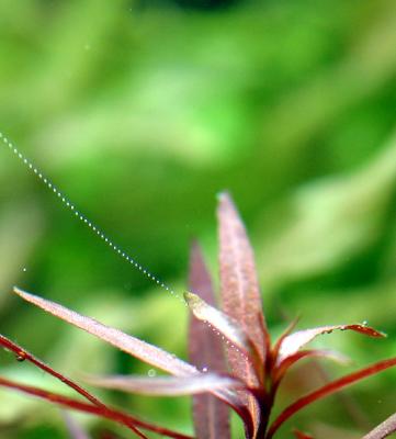 Ludwigia arcuata