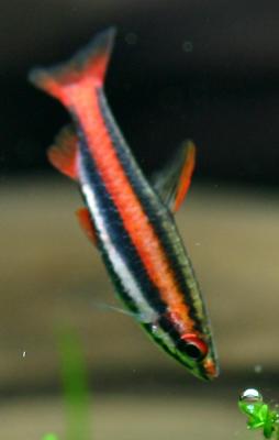 Nannostomus mortenthaleri