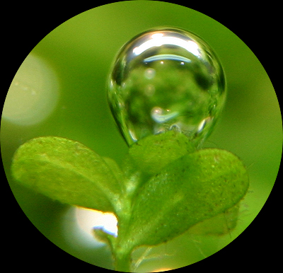7th week - bubble on Hemianthus leaves