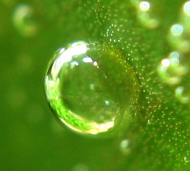 7th week - bubbles on Crypto leaf