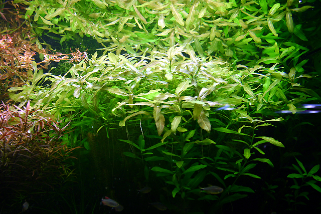 Hygrophila polysperma